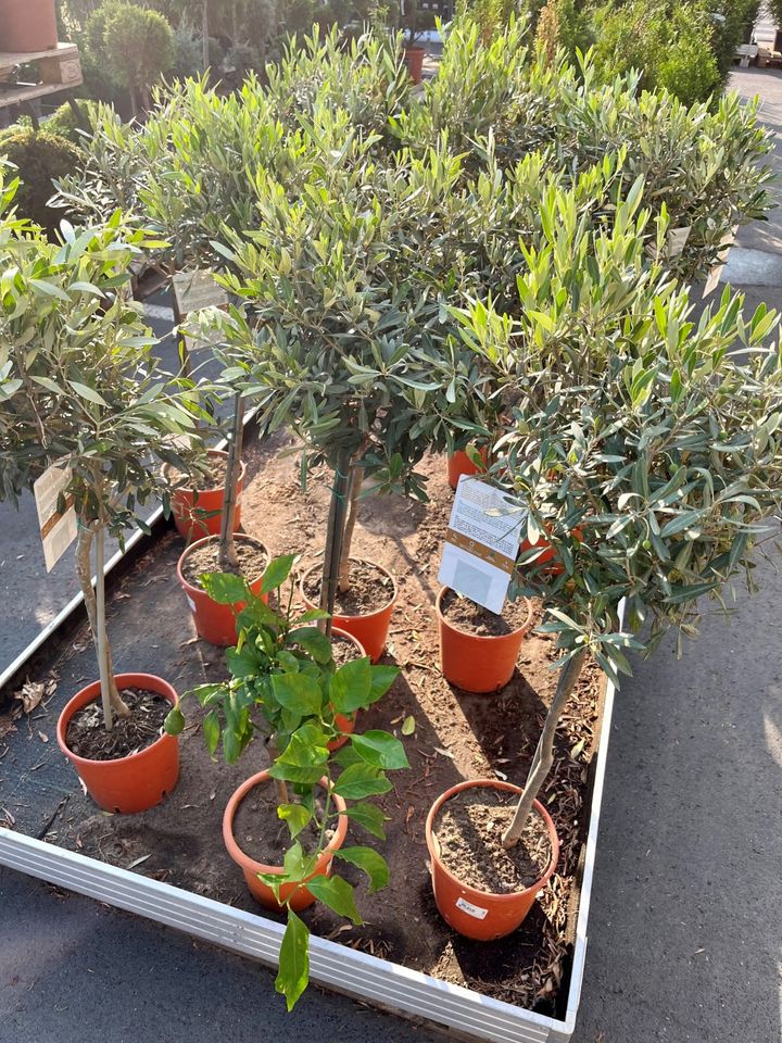 ✅NEU✅Olivenbaum Stamm Olive 80 - 180cm Olea Europaea Baum 5 in Bad Soden am Taunus