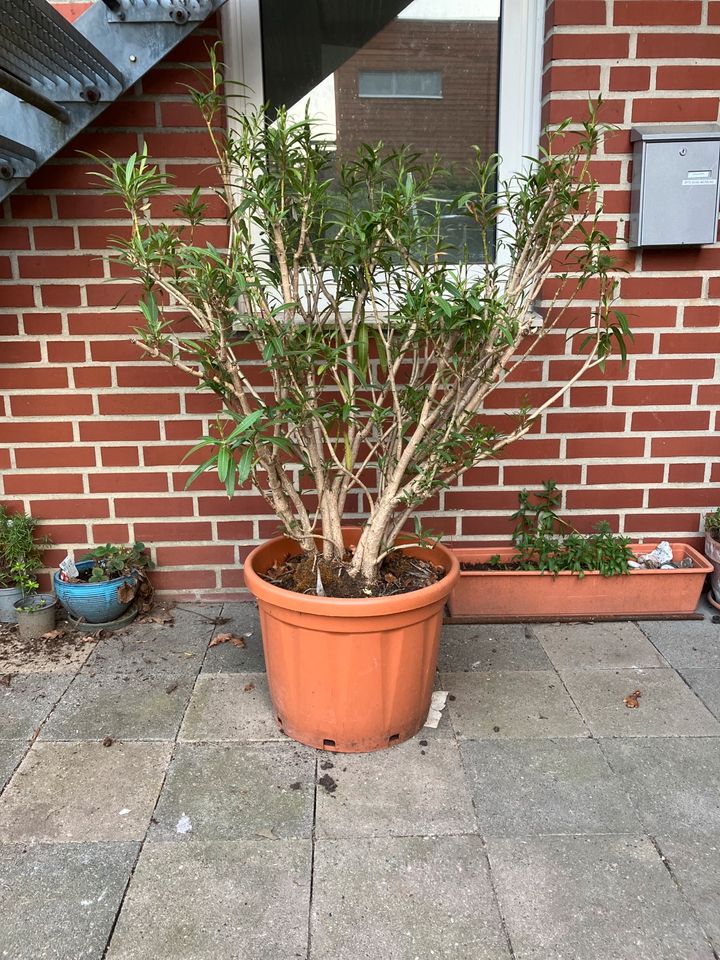 oleander 1 Meter hoch 1 Meter im Durchmesser in Nienberge