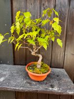 Bonsai mit Topf Ahorn Bayern - Lonnerstadt Vorschau