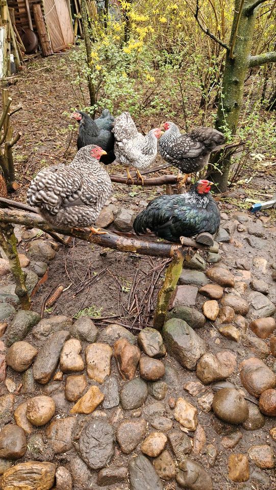 10 Bruteier Zwergwyandotten Zwerg Wyandotten Huhn Ei Eier in Nordholz