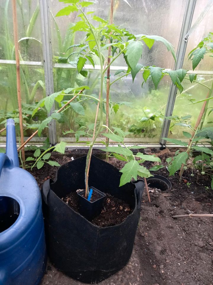 JUNGPFLANZEN TOMATEN CHILI PAPRIKA SETZLINGE in Hanerau-Hademarschen