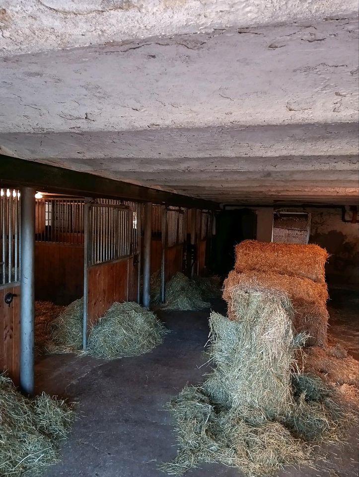 Pferdeboxen, Selbstversorger, Selbstversorgerboxen in Kressbronn am Bodensee