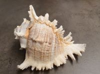 große Meeres-Muschel, Stachelschnecke, 18 cm lang, Dekoration Dresden - Striesen-West Vorschau