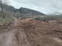 Forstfräsen ,Rodungen , Baumfällung Saarland - St. Wendel Vorschau