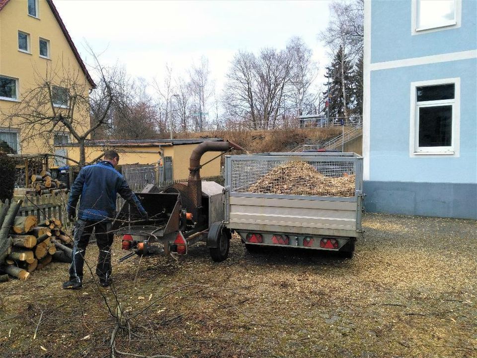 Baumfällung  Baumpflege Rasenpflege Heckenschnitt zum Fest Preis in Zwickau