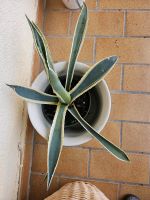 Pflanze Agave zweifarbig mit 3 kleine Ableger Rheinland-Pfalz - Kirchheimbolanden Vorschau