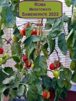 NEUE ERNTE 2023 Roma Saucen-Tomate 15 Samen aus Bio Anbau Hessen - Borken Vorschau