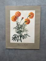 Blumen und Früchte | Aquarelle | 12 Farbdrucke | Johann Knapp Baden-Württemberg - Hügelsheim Vorschau