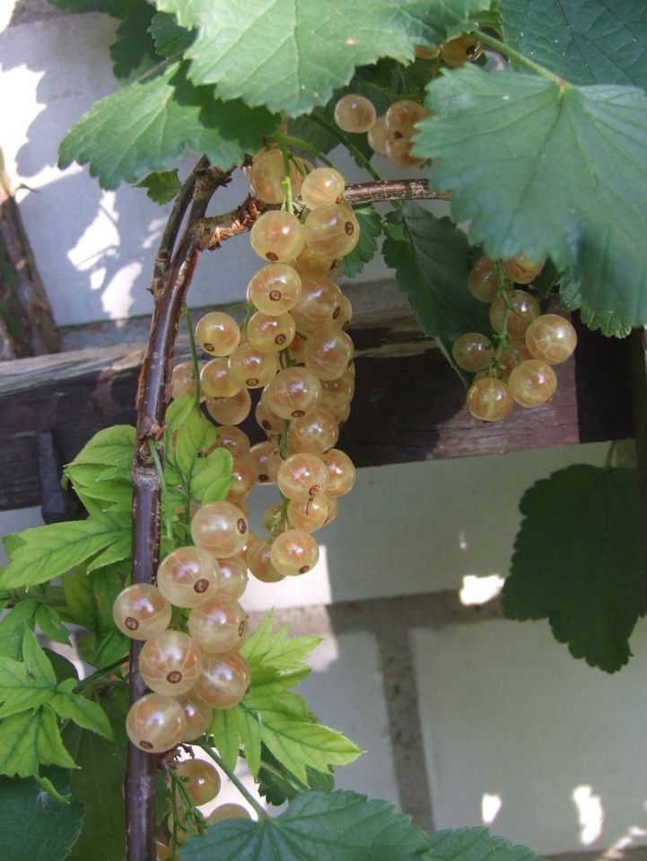 Schöner großer Johannisbeerbusch / Strauch im Topf ~ 160 cm hoch in Mutterstadt