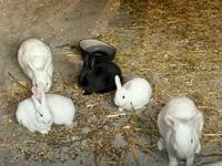 Kaninchen Hase zu verschenken Nordrhein-Westfalen - Bottrop Vorschau