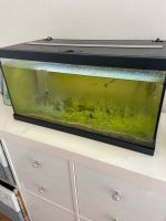 Aquarium mit Fischen Nordrhein-Westfalen - Netphen Vorschau