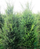 Eibe Taxus Baccata 120 bis 140 cm Immergrüne Heckenpflanze Niedersachsen - Wietmarschen Vorschau