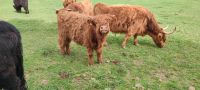Schottische Hochlandrind, Highland Cattle , Jungbulle Sachsen - Oberschöna Vorschau