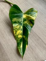 Philodendron Domesticum Variegata Bayern - Kleinostheim Vorschau