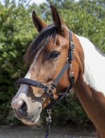 Halfter Safe Control HKM Größe Pony Bayern - Königsbrunn Vorschau