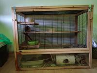 3 Ratten abzugeben Dithmarschen - Heide Vorschau