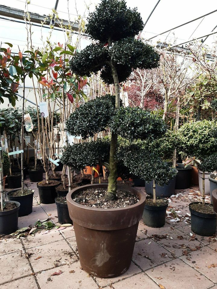 Thuja Brabant 1,10/1,50 50 pfl.550€  einschl. Versand 5 Ltr.Töpfe in Lahre