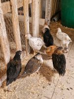 Blumenhuhn Junghennen/ Mixhennen Sachsen-Anhalt - Tangerhütte Vorschau