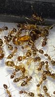 Ameisen Camponotus maculatus subnudus Thüringen - Schleid Vorschau