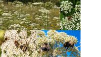 Wiesenbärenklau Samen Blumensamen Blumenwiese für Insekten eig.ab Bayern - Schongau Vorschau