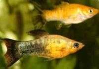 Molly Fisch Spitzmaulkärpfling Schwarz Orange Aquarium Nordrhein-Westfalen - Paderborn Vorschau