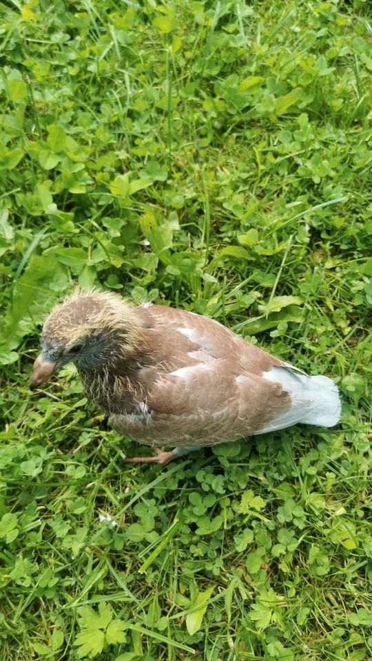 Kleinen Platz zur Taubenhaltung in Parkstein