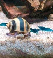 Neocaridina Garnelen Blue Dream Mecklenburg-Vorpommern - Rostock Vorschau