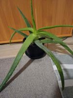 Echte Aloe  Vera-Barbadensis. Thüringen - Mühlhausen Vorschau