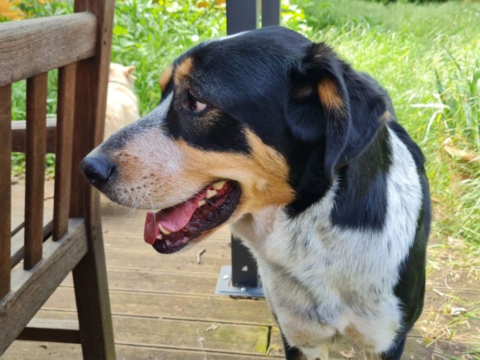 JUSTIN, Großer Schweizer Sennenhund Mix, geb. 06/2019 in Aarbergen