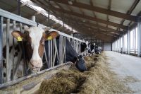 Stellenangebot Fütterer, Tierwirt, Landwirt Thüringen - Schkölen Vorschau