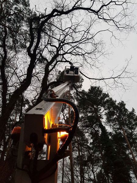 Baumpflege / Baumfällung / Sturmschadenbeseitigung in Groß Kienitz