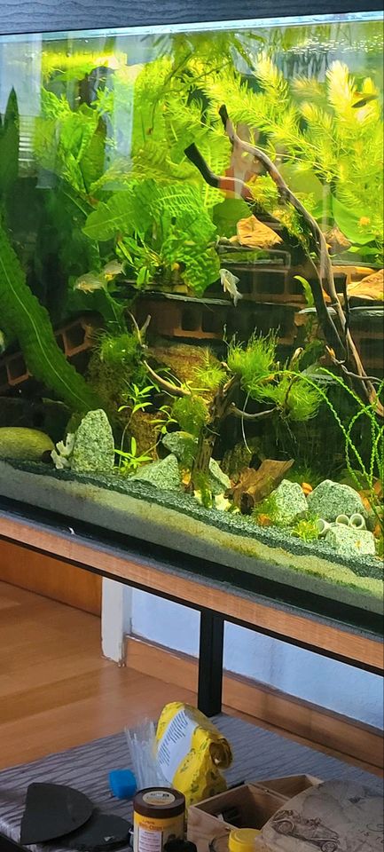 Corydoras Sterbai Zuchtgruppe in Saarbrücken