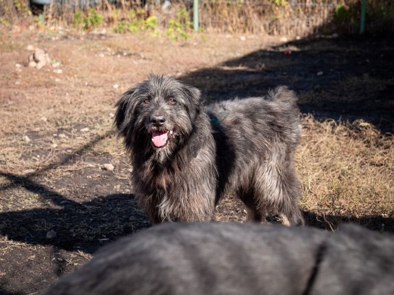 Mischling Rüde: Unser Struppelchen Archie sucht Familienanschluss in Emmendingen