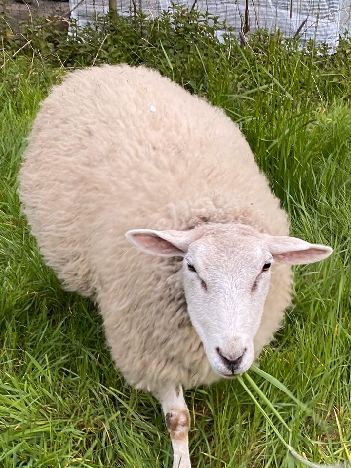 Verkaufe Schafe in Dortmund