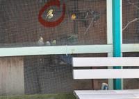 Gelber Kanarienvogel entflogen in Rathenow Süd Brandenburg - Rathenow Vorschau