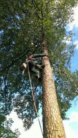 Baumfällung, Problembaum, Klettertechnik, Schredderarbeiten Baum Niedersachsen - Großheide Vorschau