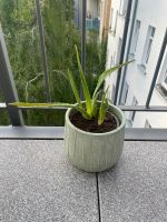 Aloe Vera Ableger Leipzig - Sellerhausen-Stünz Vorschau