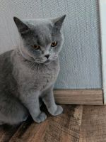 Katze vermist bhk Nordrhein-Westfalen - Troisdorf Vorschau
