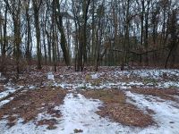 Bäume zum selber fällen und schneiden Brandenburg - Neuenhagen Vorschau