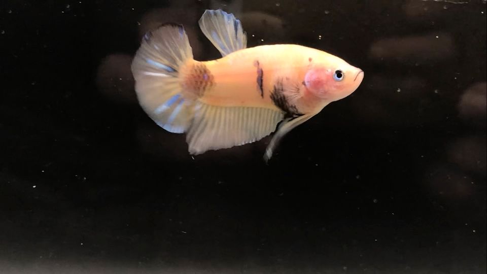 Kampffisch Männchen (Betta Splendens) in Berlin