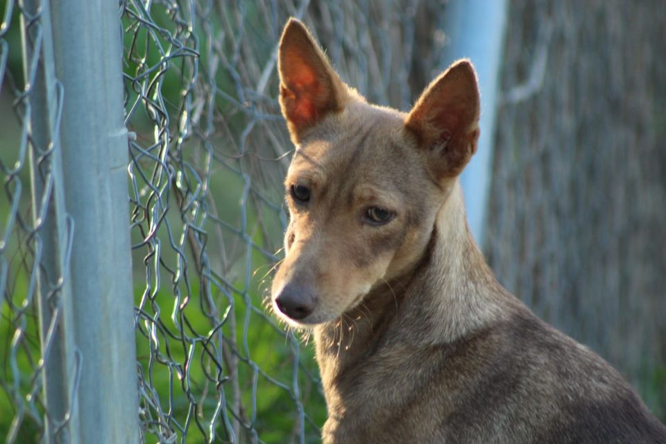 Orenda Podenco Hündin in Neunkirchen