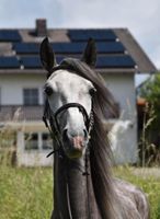 Schimmel Wallach Spanier Andalusier Freizeitpferd Traumpferd Bayern - Arnstorf Vorschau