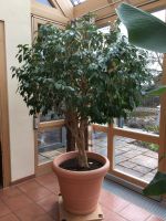 Birkenfeige Ficus Benjamina Baum ca. 2 m hoch Bayern - Schonungen Vorschau