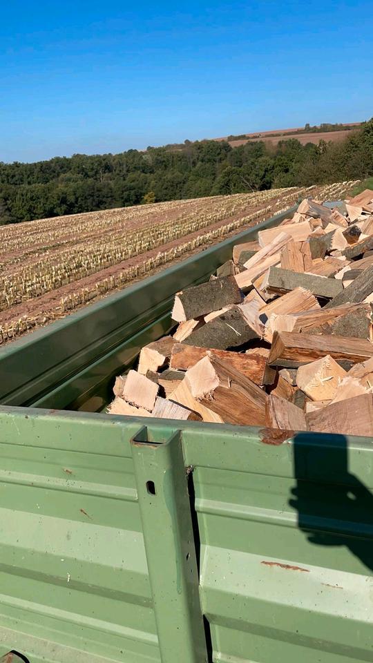 Brennholz, Kaminholz, Feuerholz, Buche trocken sofort verheizbar in Nüdlingen