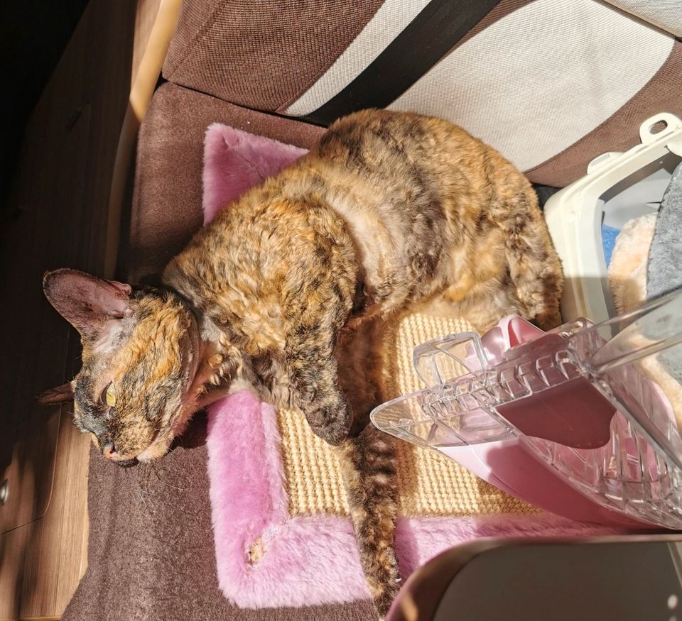 Wohnungskatze Hauskatze Katze Oma sucht neues Zuhause in Lauenburg