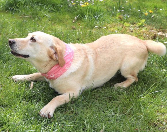 MALA – Mini-Labrador-Mischling – Ein Glücksgriff auf 4 Pfoten in Starnberg