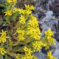 Scharfer Mauerpfeffer Ableger Rheinland-Pfalz - Kaiserslautern Vorschau