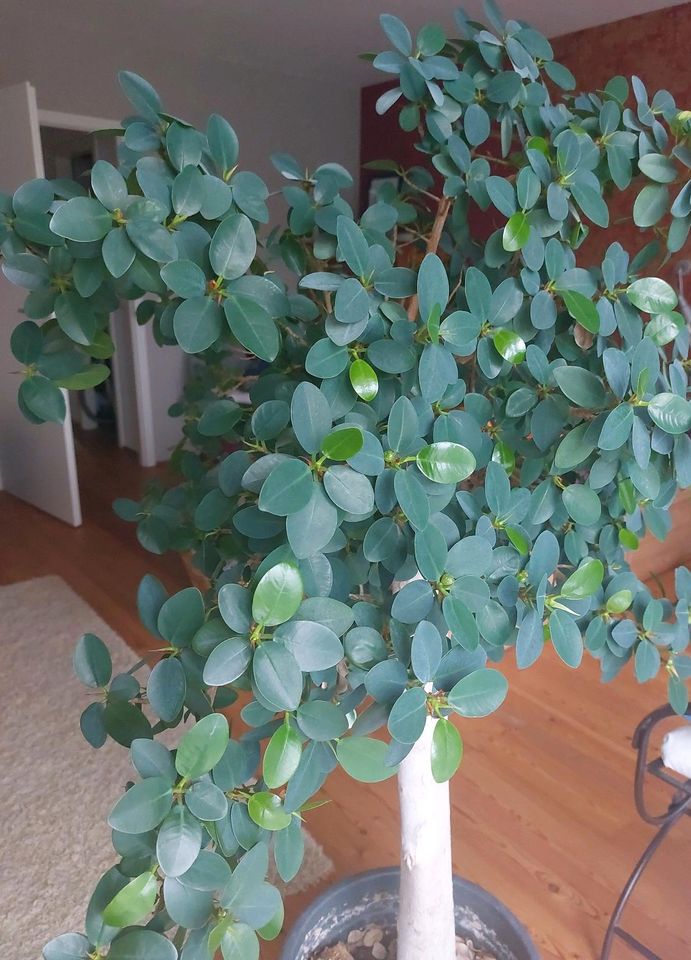 Ficus microcarpa in Marburg