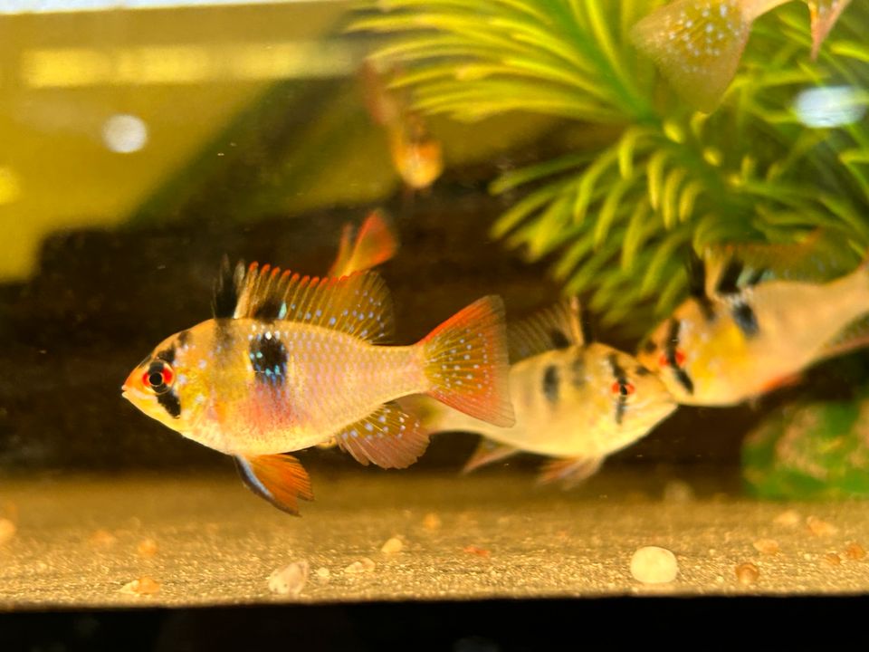 Schmetterlingsbuntbarsche  natur  Mikrogeophagus ramirezi in Rangendingen