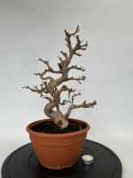 Bonsai Punica / Granatapfel Rheinland-Pfalz - Böhl-Iggelheim Vorschau